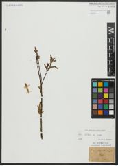 Foto von Salix alba L.
